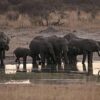 Слоны сбежали из национального парка одной страны из-за глобального потепления